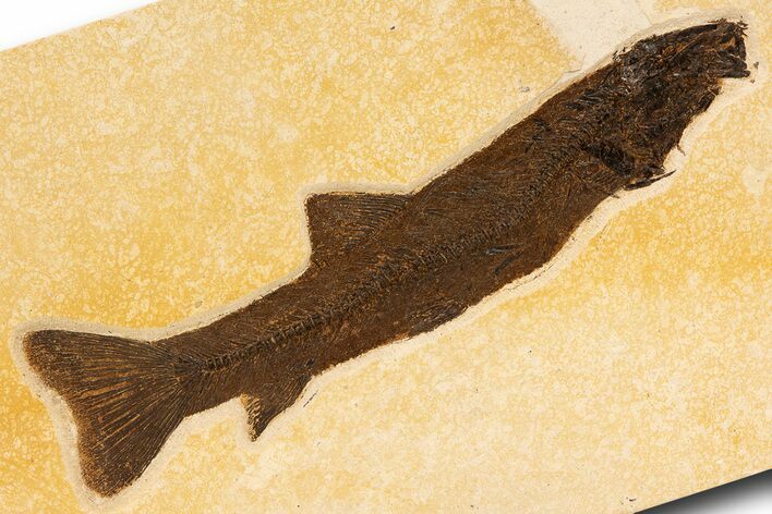 Uncommon Fossil Fish (Notogoneus) - Wyoming #299813